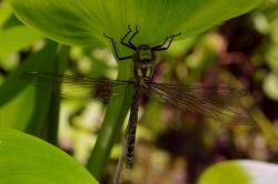 Blaugr&uuml;ne Mosaikjungfer